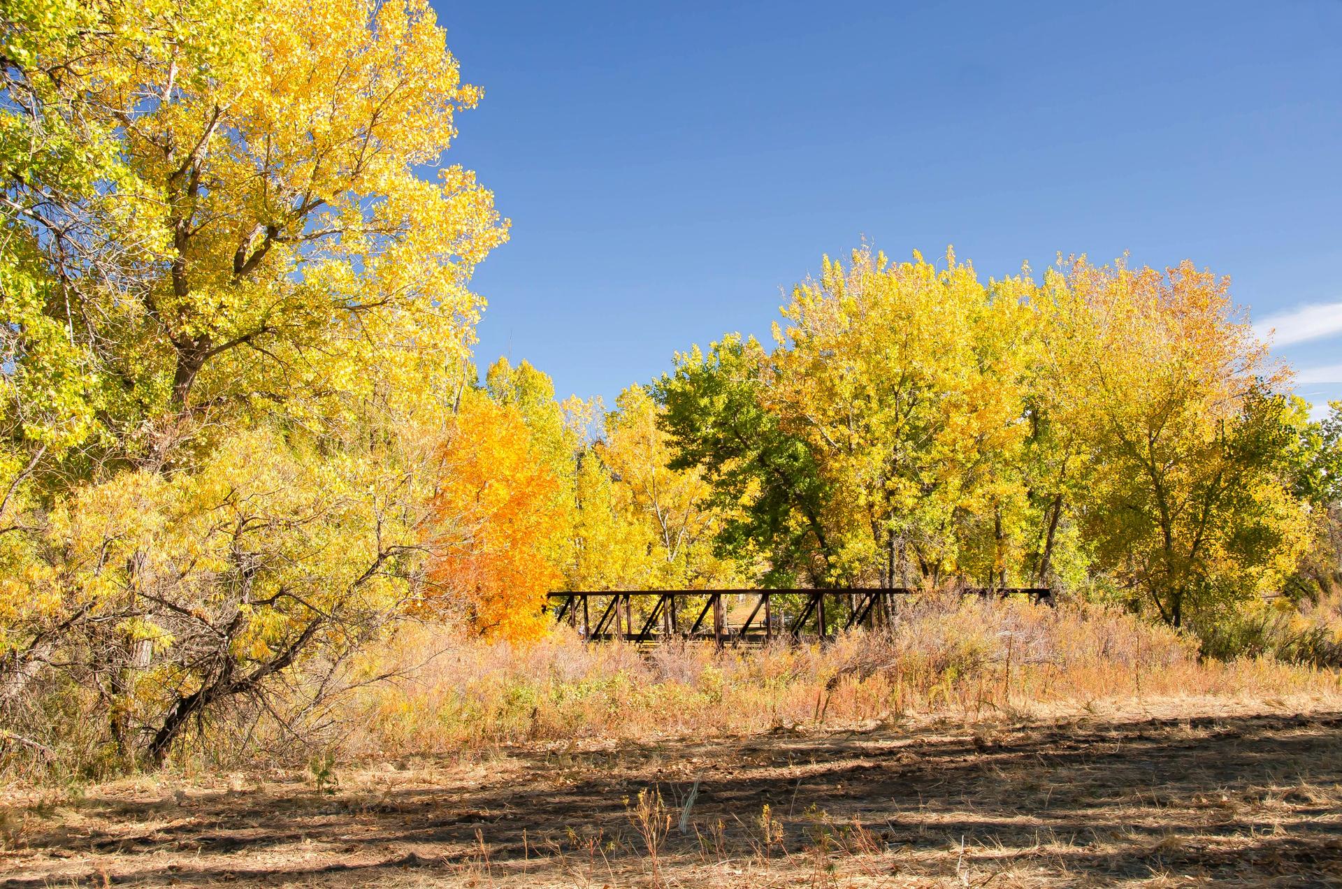 Sunny autumn landscape with vibrant yellow trees and a dark bridge.