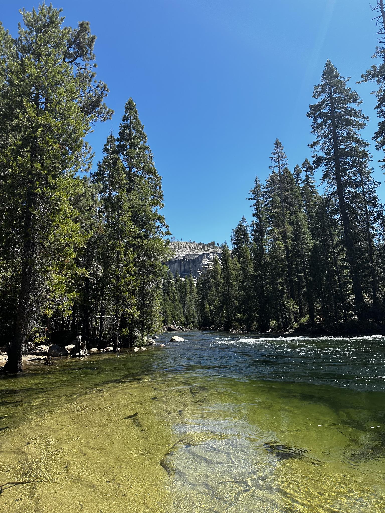 A clear river flows through a dense pine forest on a sunny day.