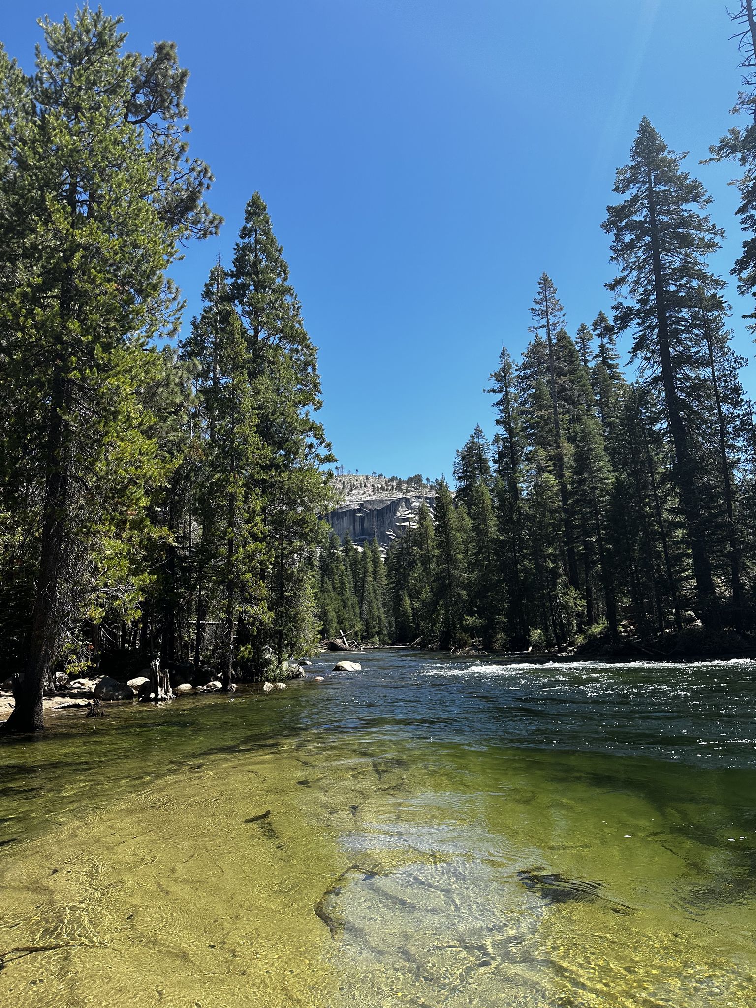 A clear river flows through a dense pine forest on a sunny day. - Lake Merced via Little Yosemite Valley