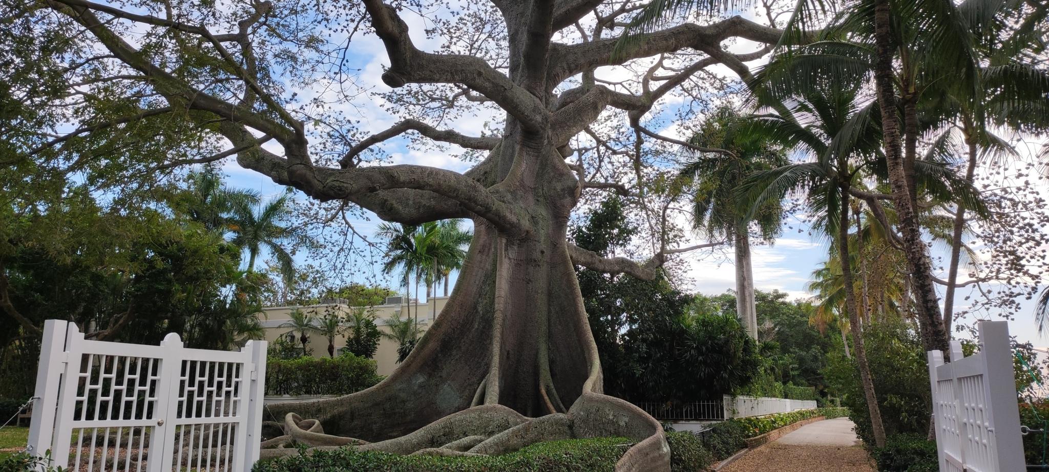 Massive tree with large exposed roots and branches, next to a white gate.