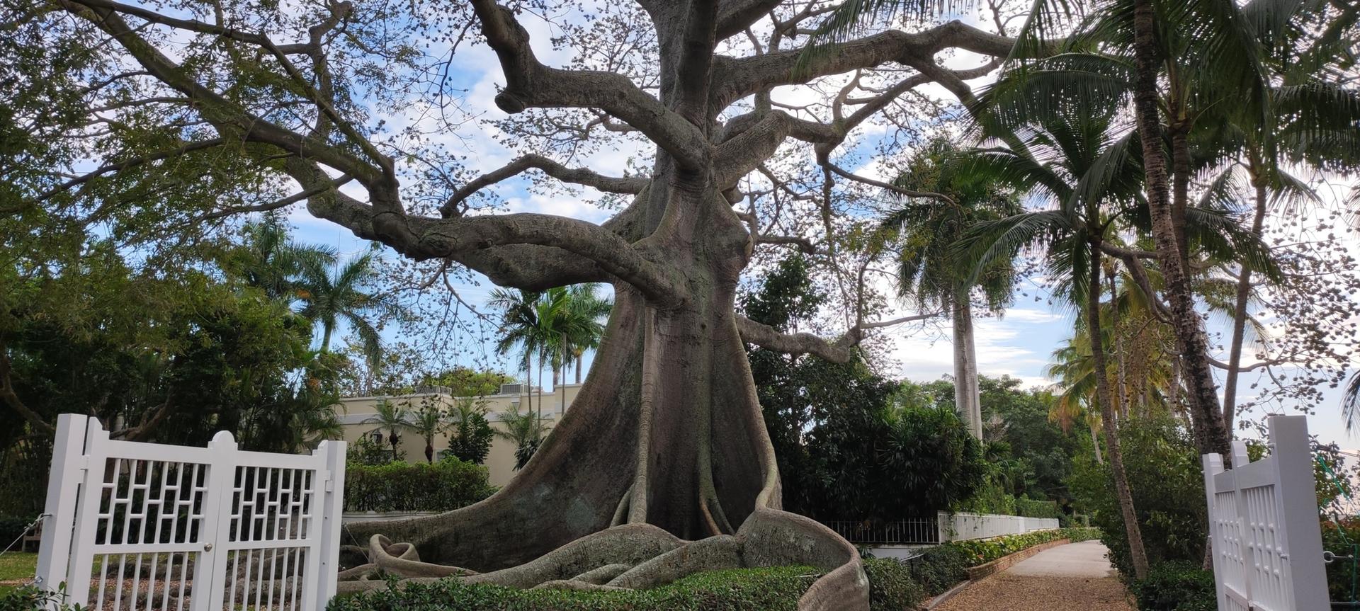 Massive tree with large exposed roots and branches, next to a white gate.