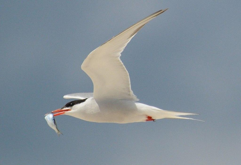 A white bird with a black cap flies, holding a fish in its beak.
