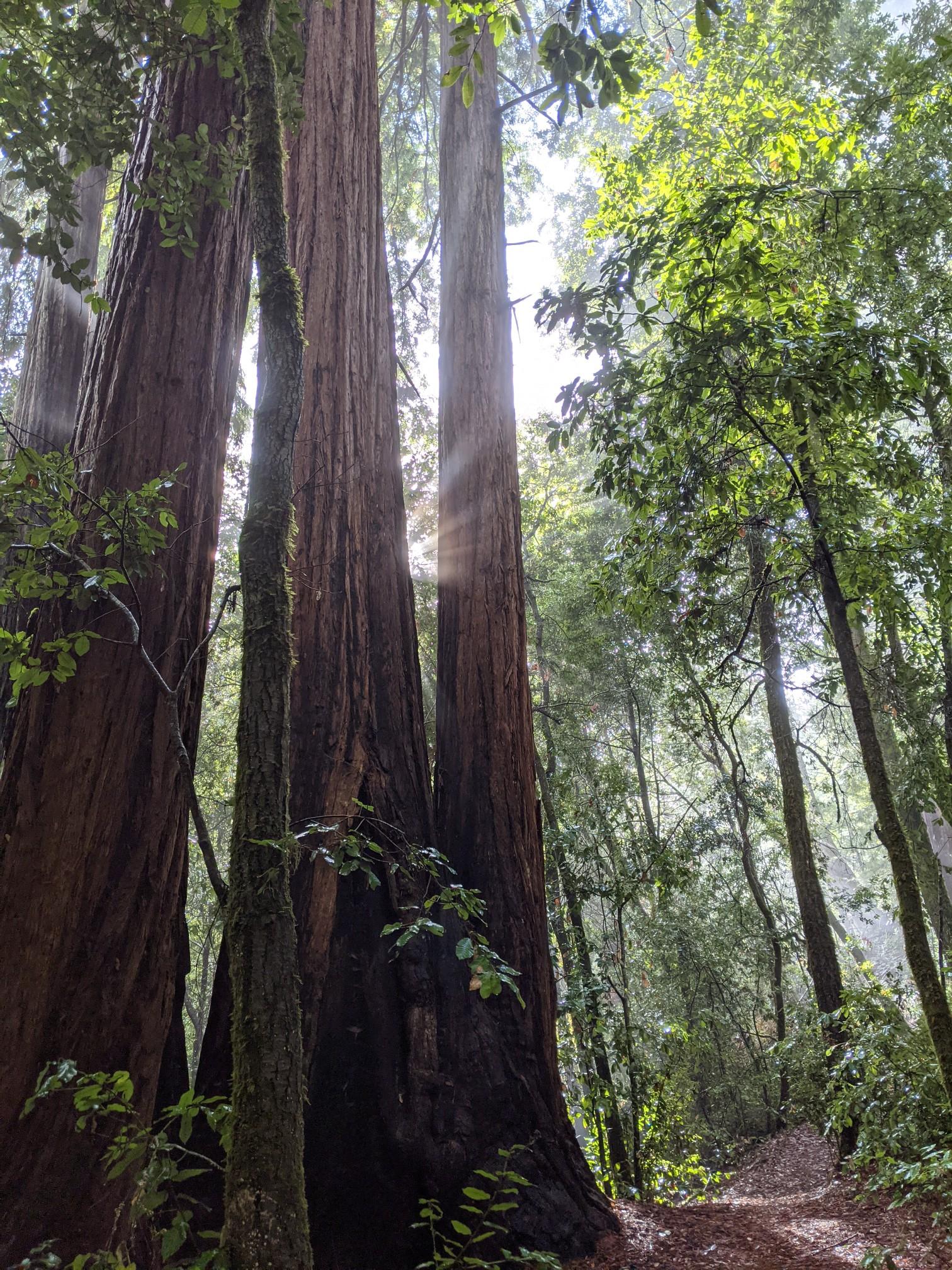 Bright sunbeams pierce through towering trees onto a winding forest path.