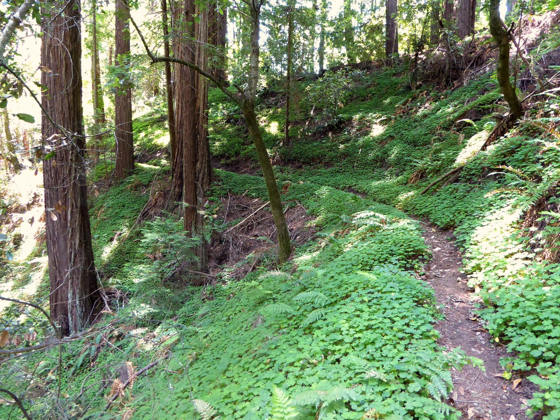 Winding dirt path through a sunlit forest with lush green ground cover.