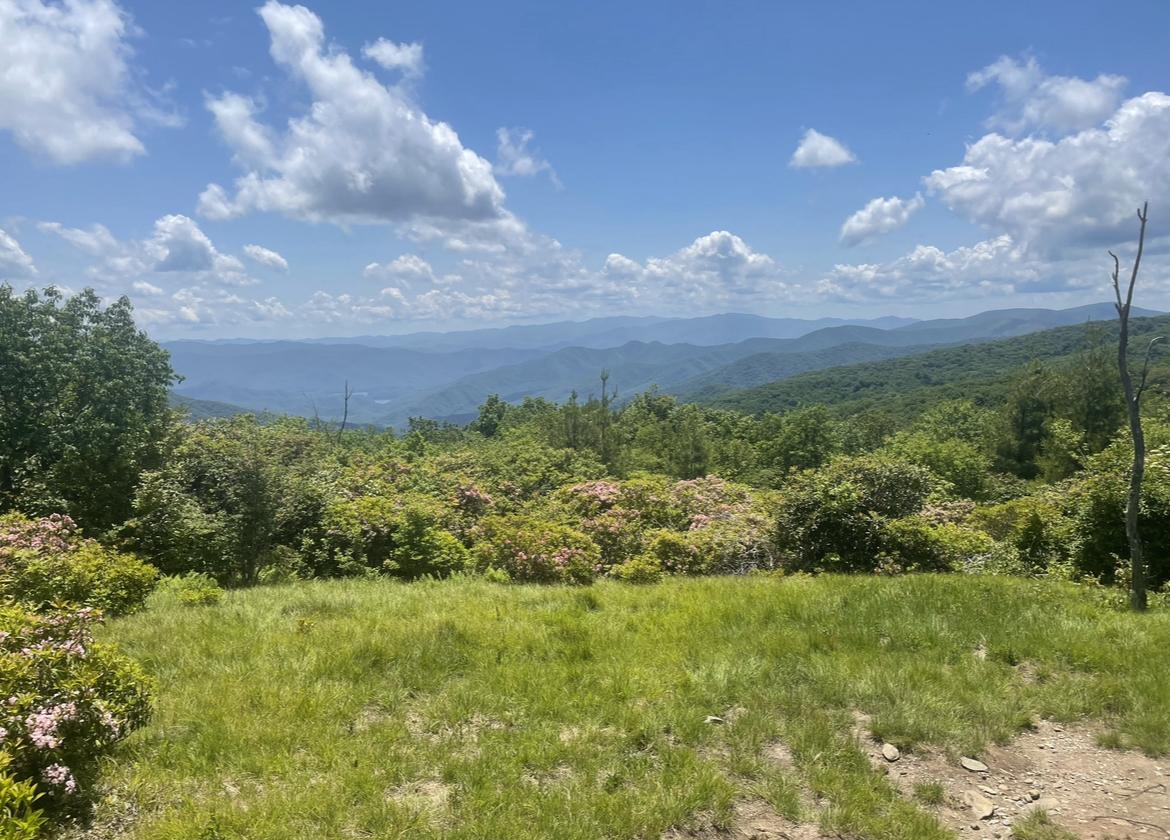 Sunny mountain vista with green trees and a blue sky with white clouds.