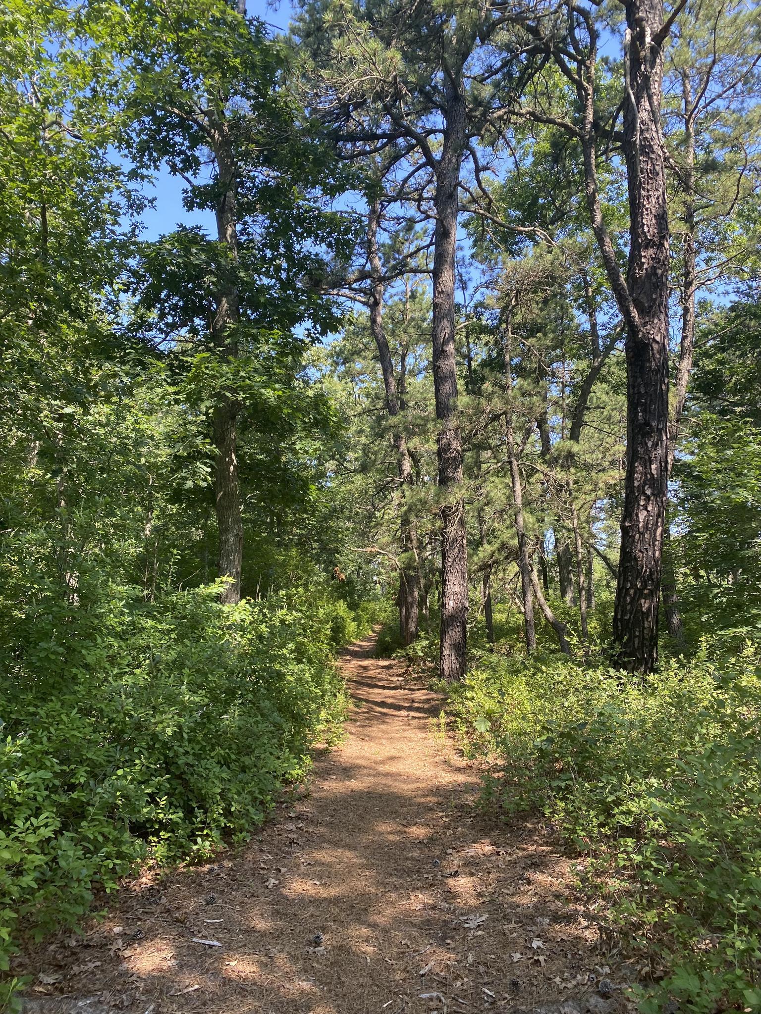 A sunlit dirt path winds through a dense green forest on a clear day.