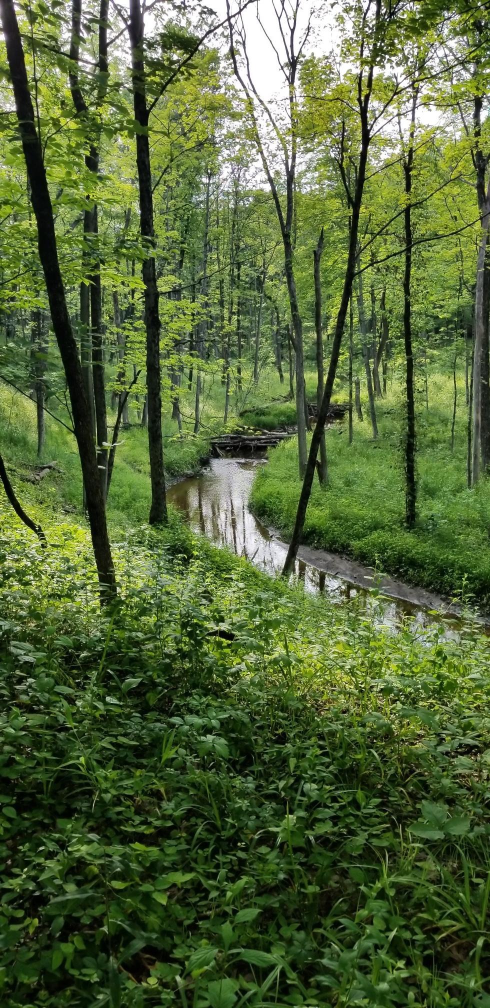 Serene stream flowing through a lush, green, dense forest under soft light.