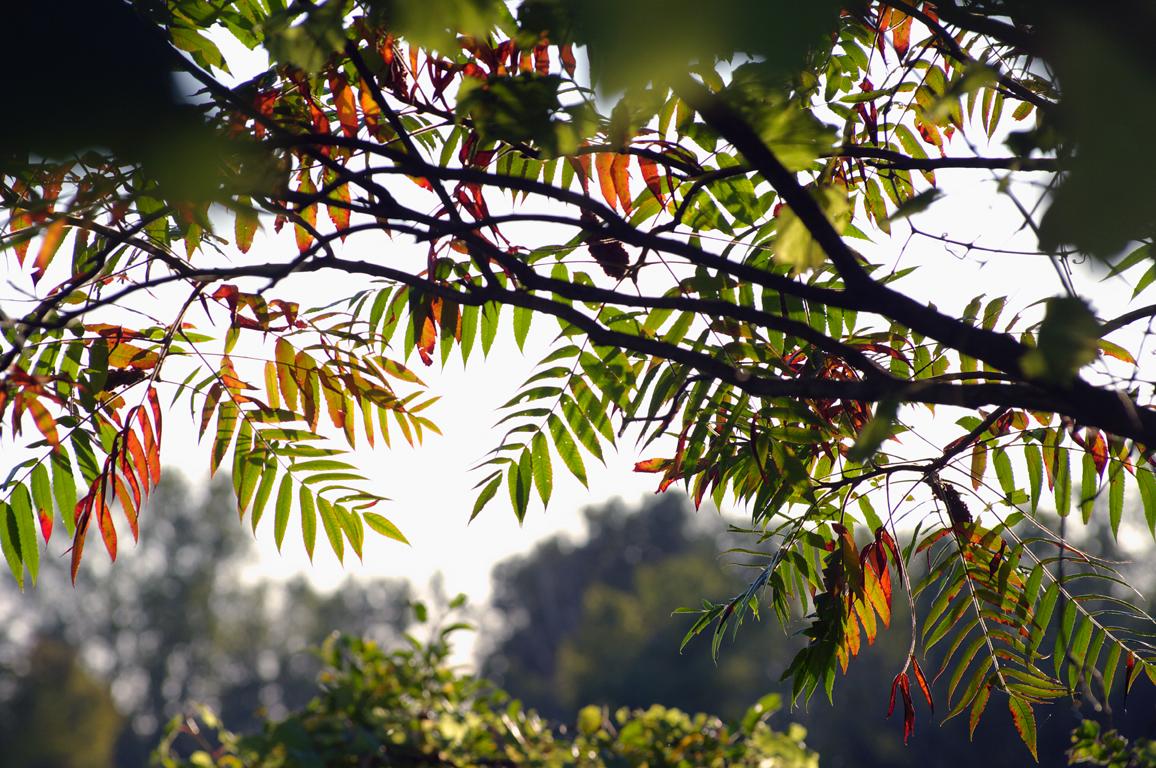 Backlit tree branches with green and orange leaves against a bright sky.