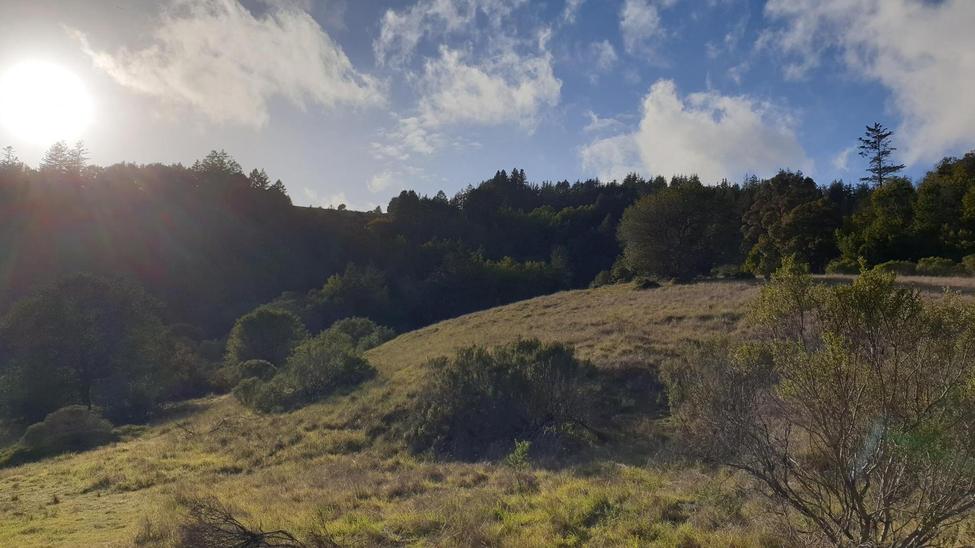 Sunny hillside with green grass and dense forest under a partly cloudy sky.