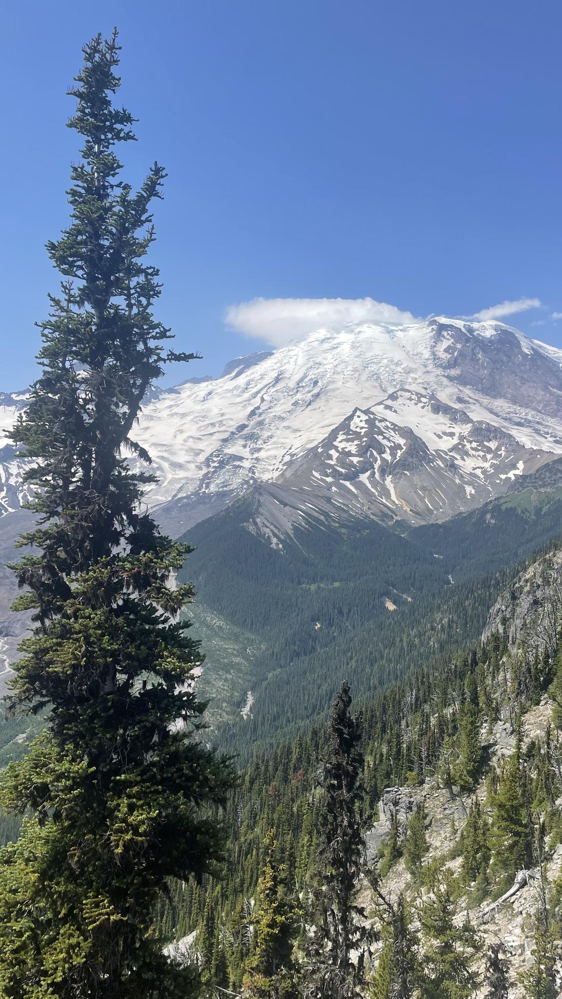 Tall evergreen tree frames a snowy mountain peak and forested valley. Bright daylight.