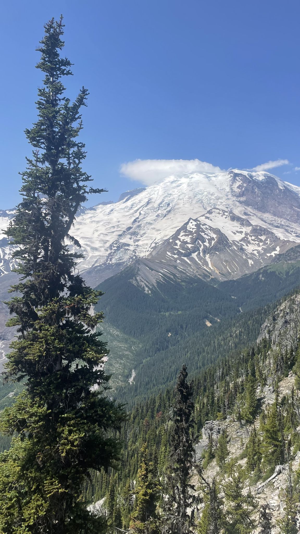Tall evergreen tree frames a snowy mountain peak and forested valley. Bright daylight. - Burroughs Mountain Loop via Glacier Basin