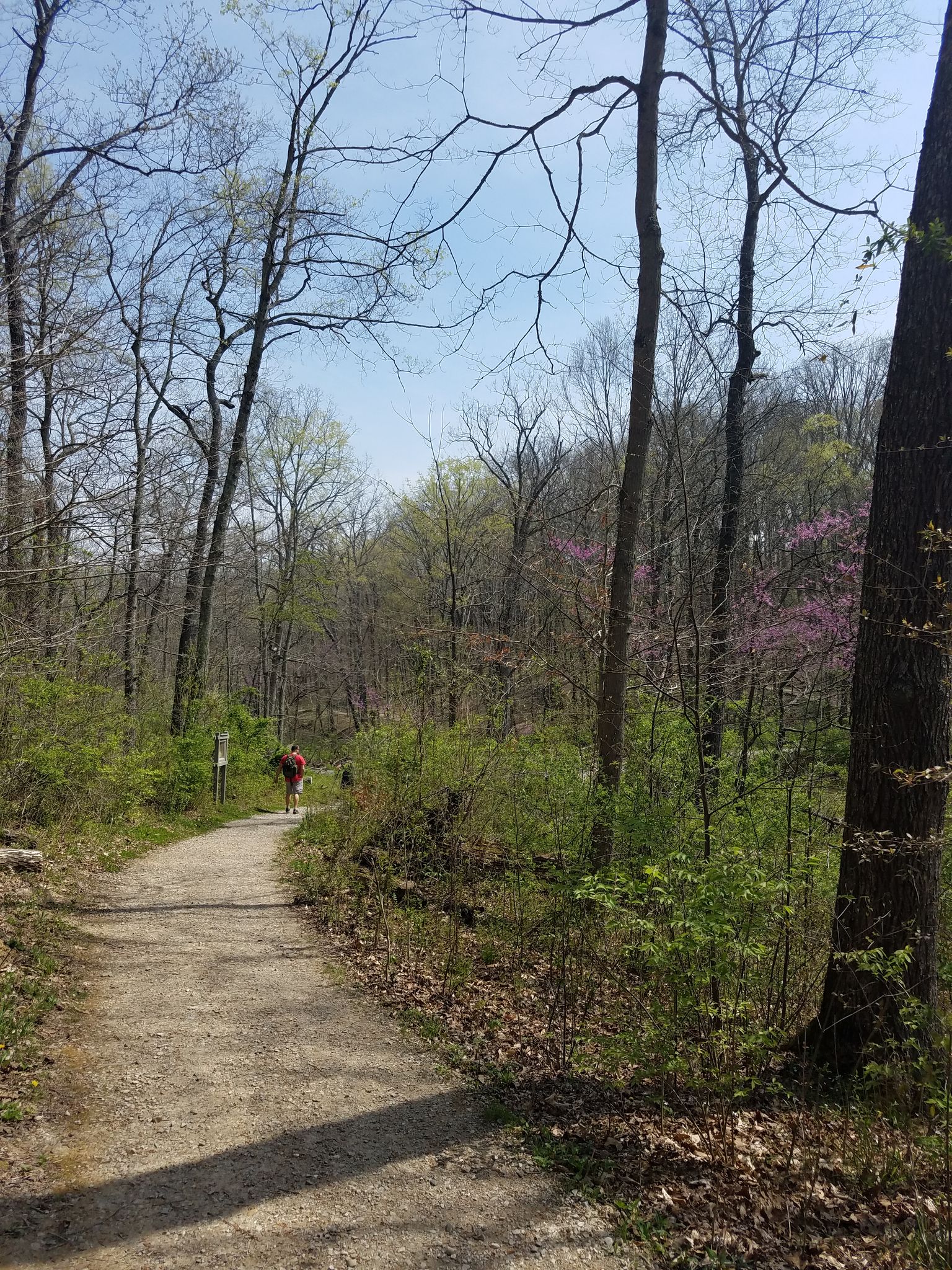 Person walks on a sunlit dirt path through a spring forest. - Timberlakes and Oakleaf Trail Loop