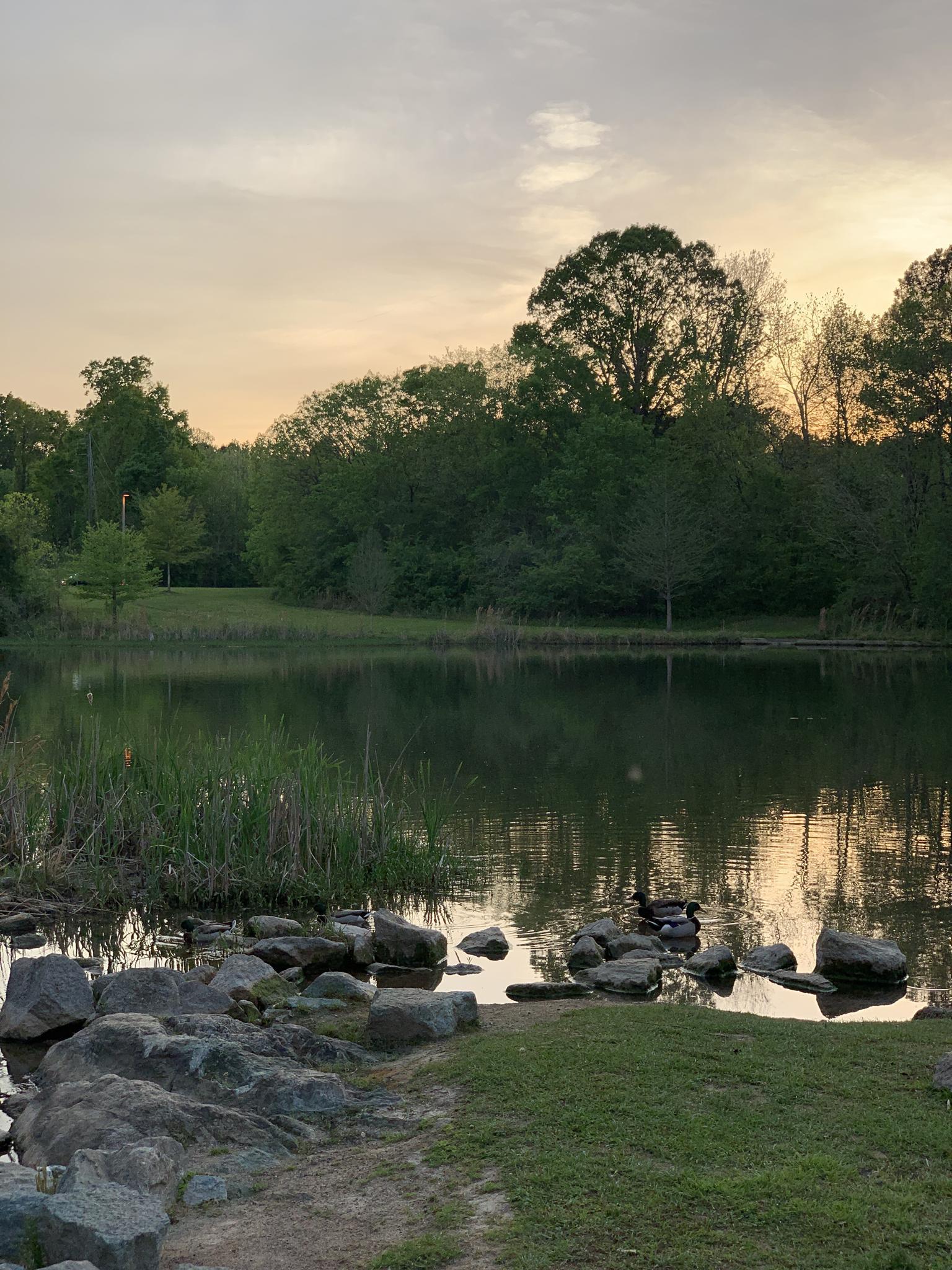 Ducks swim in a calm pond with trees under a soft sunset sky.