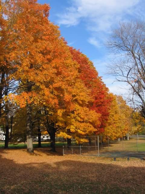 Vibrant orange and red autumn trees under a bright blue sky.