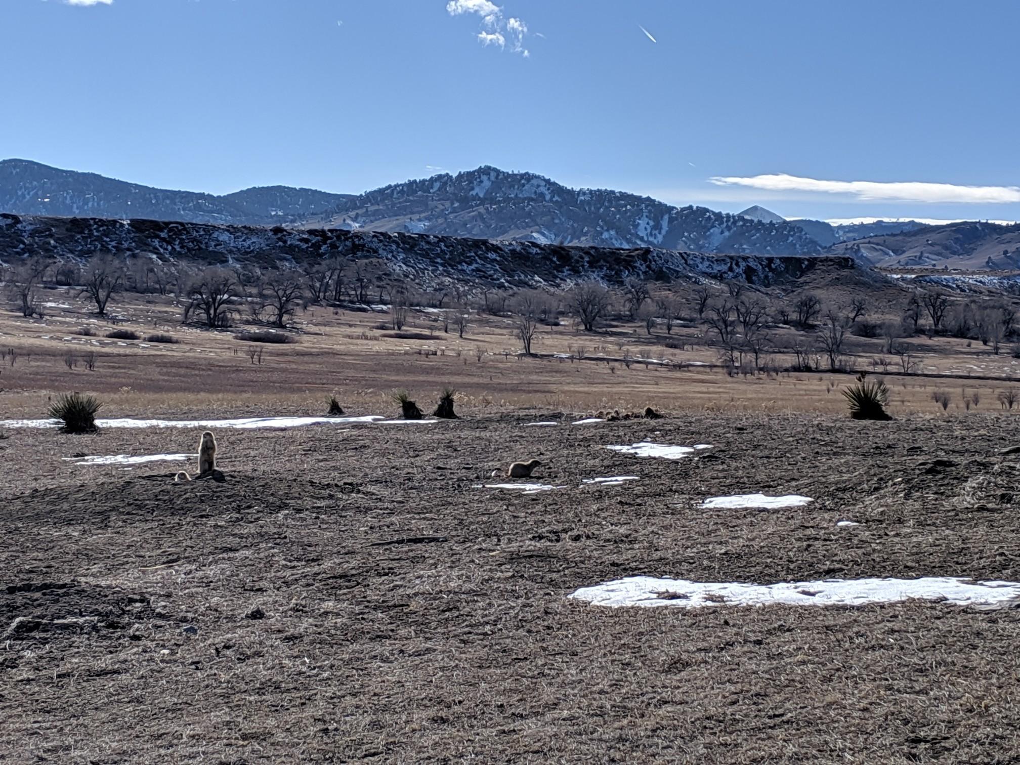 Expansive field with patches of snow, bare trees, and distant mountains under a clear sky.