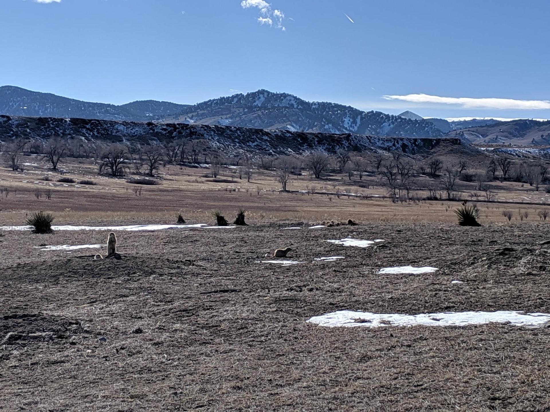 Expansive field with patches of snow, bare trees, and distant mountains under a clear sky.