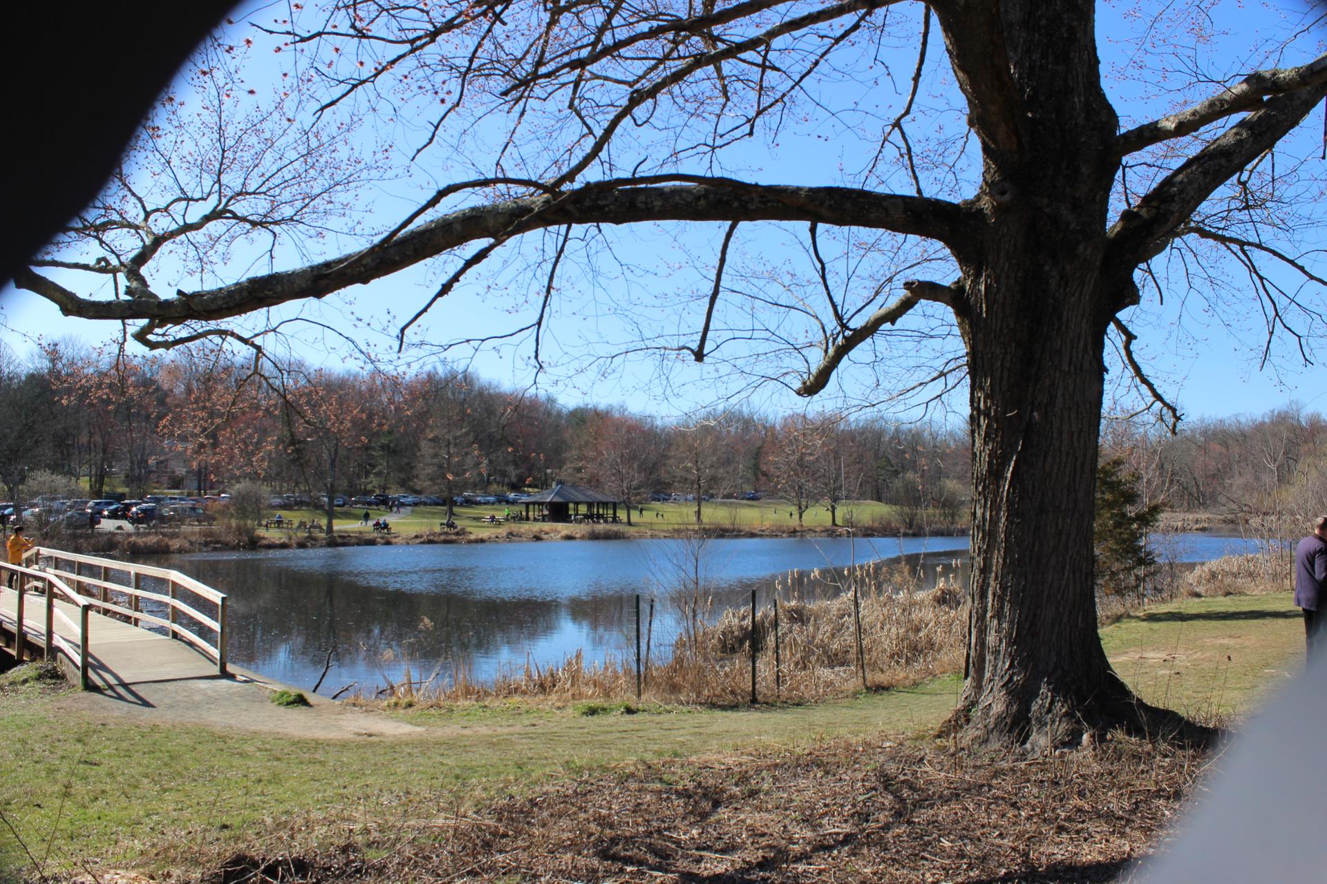 Large tree by a lake with a wooden bridge under a clear blue sky.