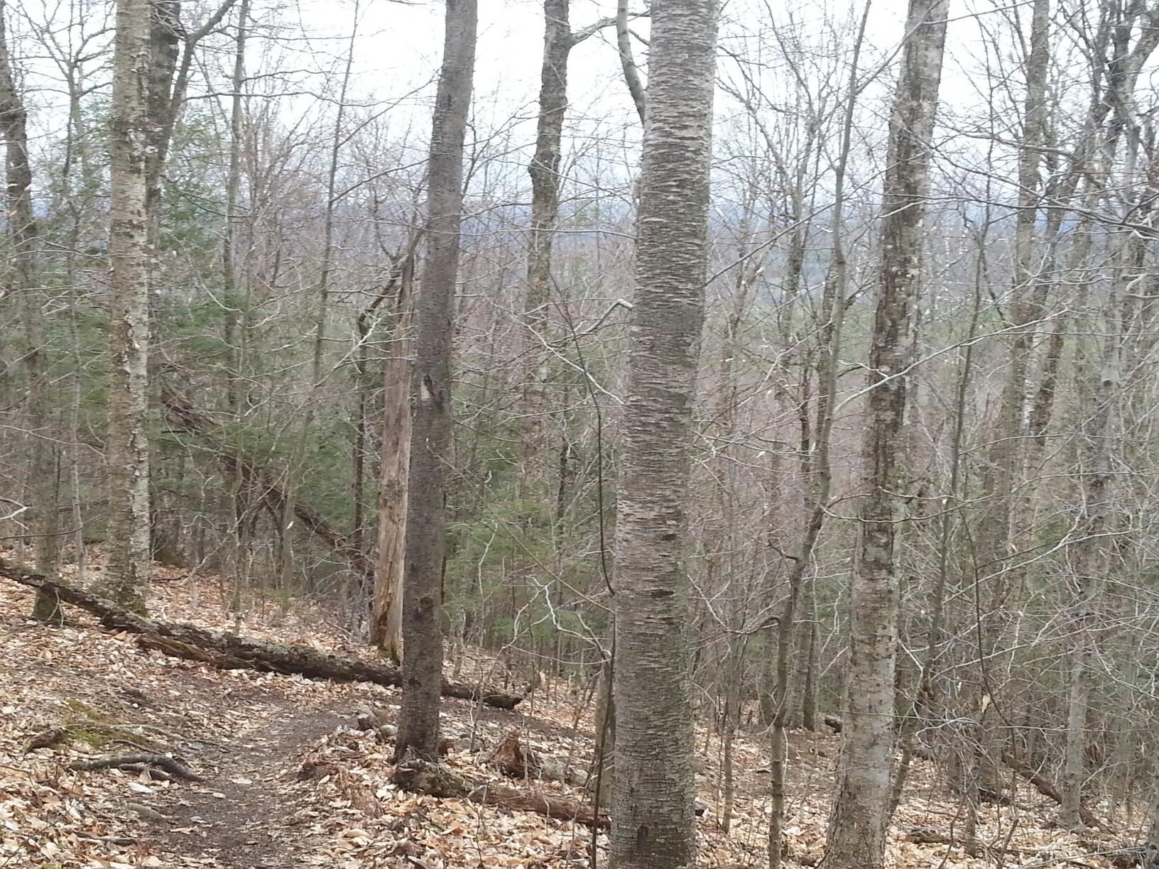 A bare winter forest with a narrow path winding uphill through fallen leaves.