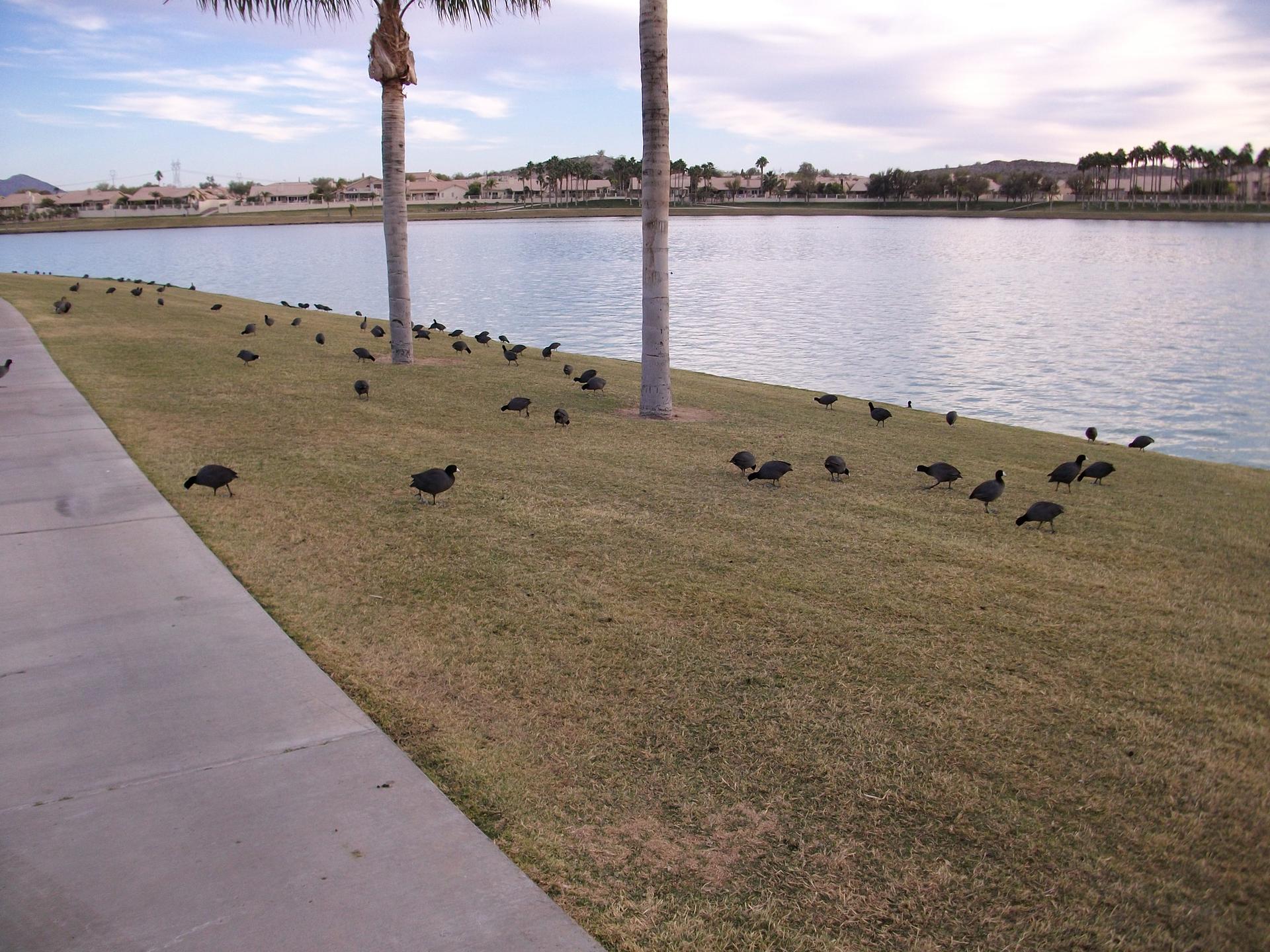 Numerous dark birds on a grassy bank beside a lake with palm trees.