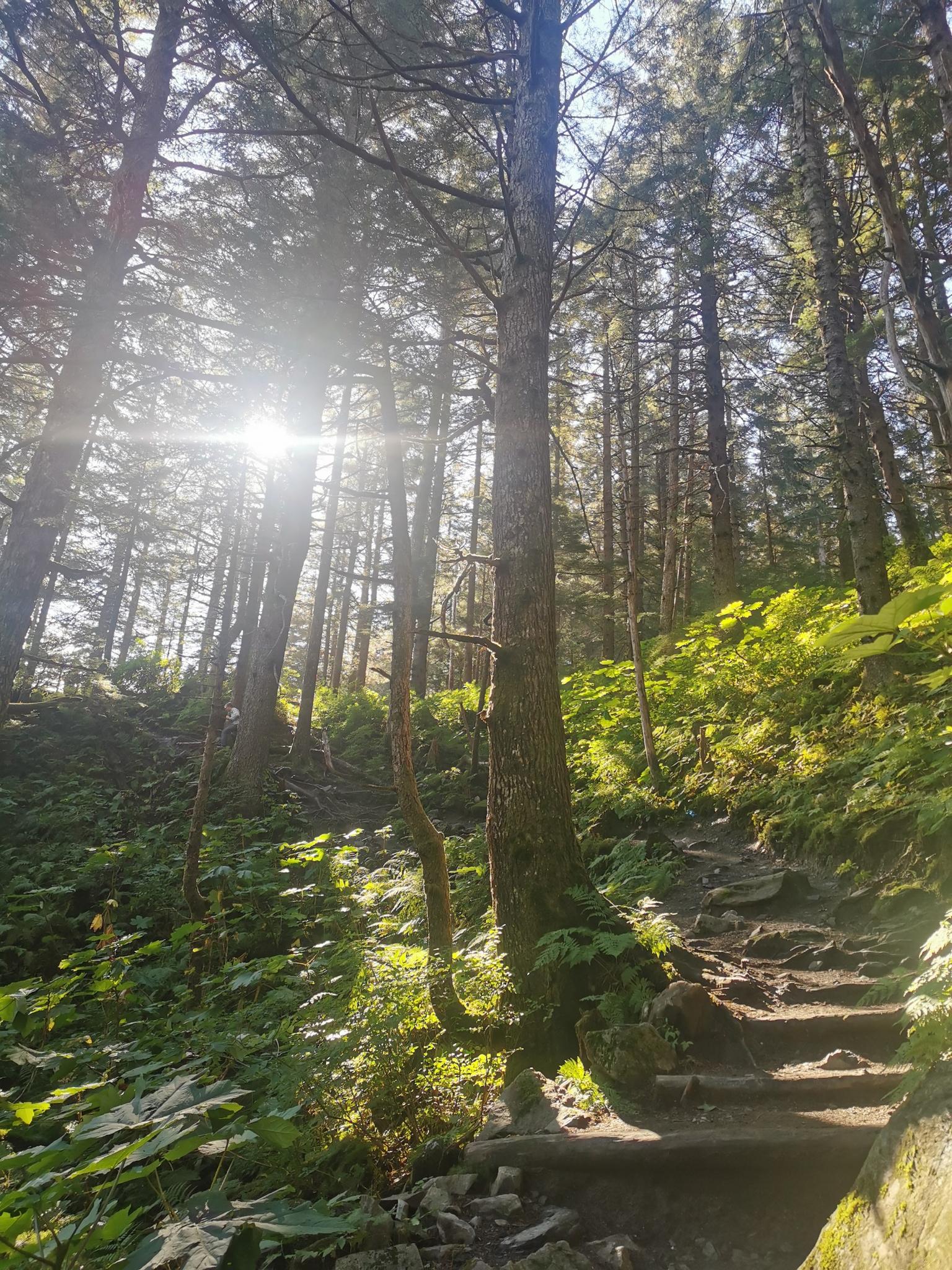 Sun shines through tall trees onto a rocky forest path with lush greenery.