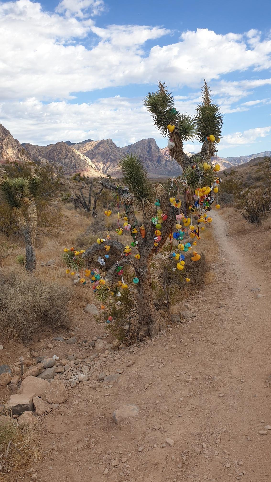 Desert trail passes a Joshua tree adorned with colorful plastic objects.