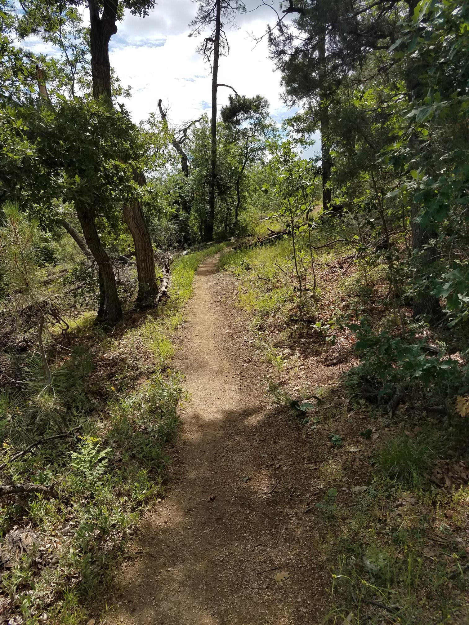Narrow dirt path winding through a sun-dappled forest of tall trees.