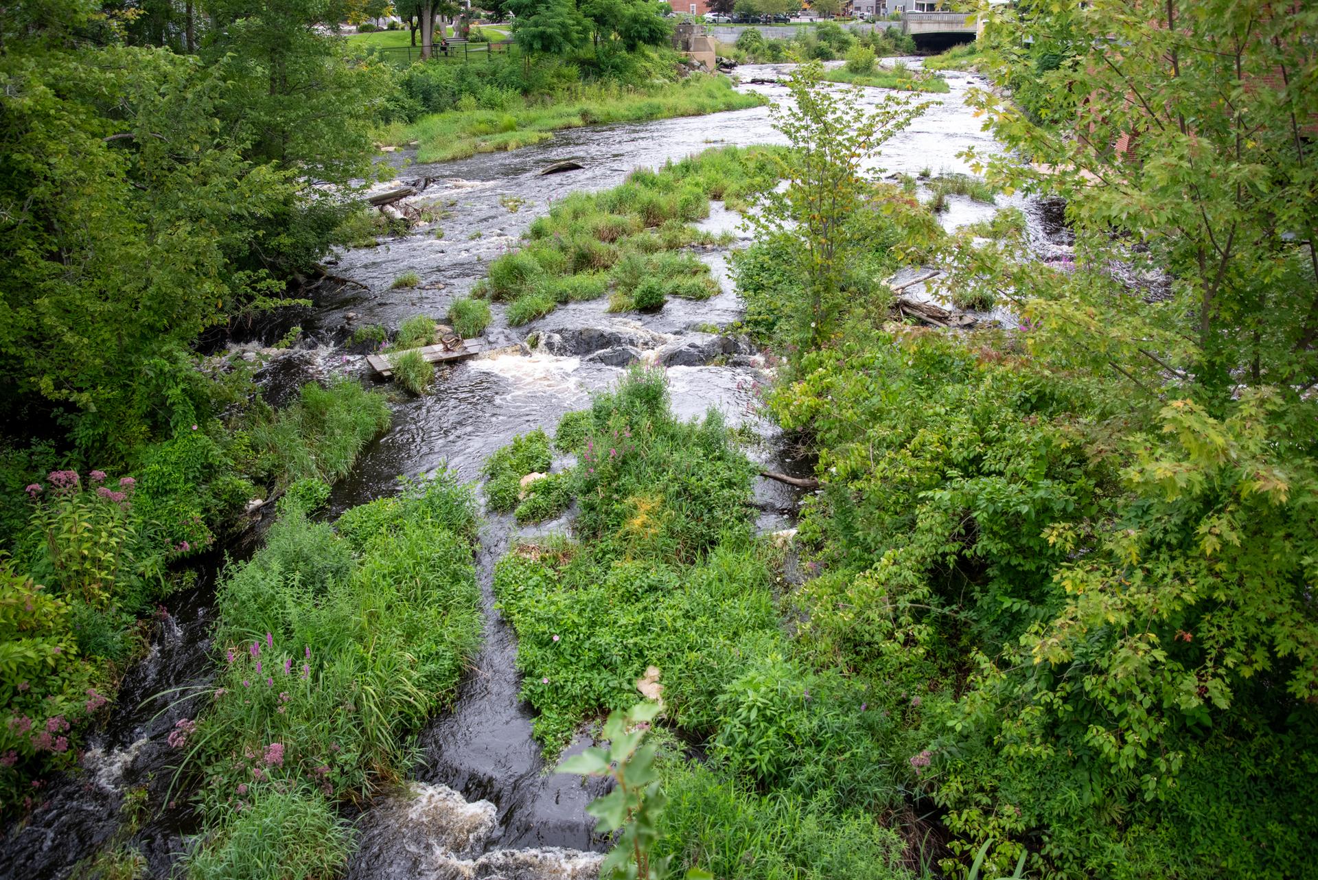 A winding river with rapids flows through dense green foliage under natural light.