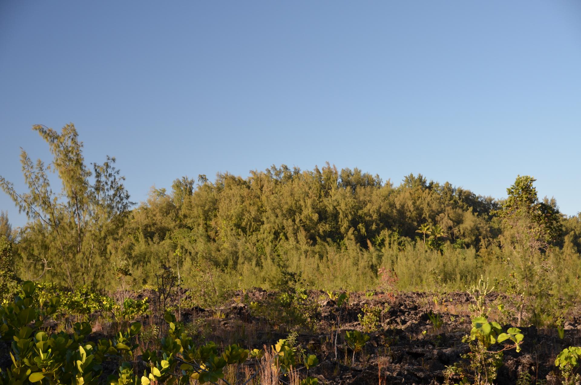 Dense green trees and shrubs under a clear blue sky, rocky foreground.