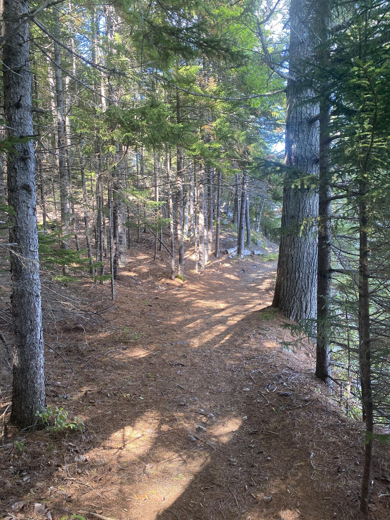 A sun-dappled forest path winding through tall, dense trees.