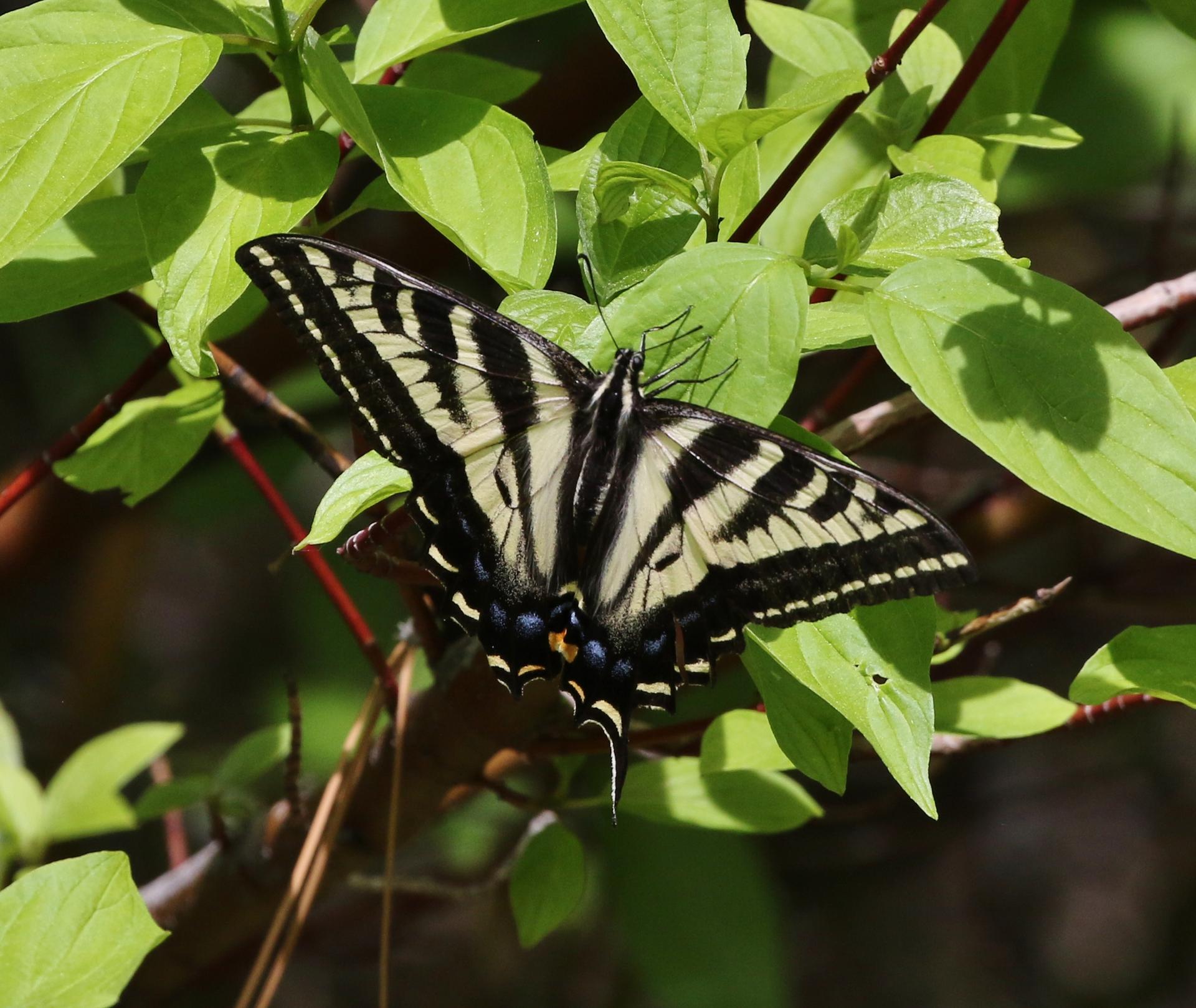 A black and yellow striped butterfly rests on vibrant green leaves.