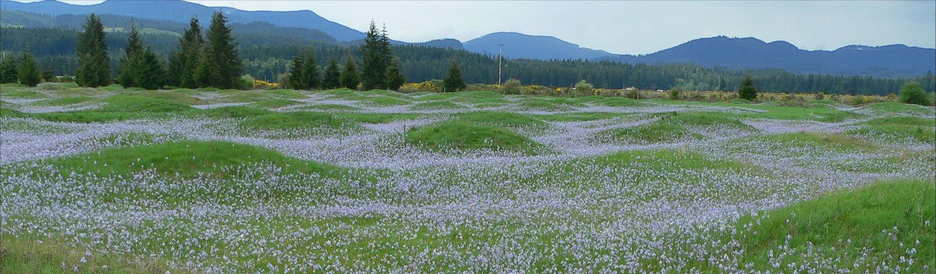 A field of small green mounds covered in tiny purple flowers under an overcast sky.
