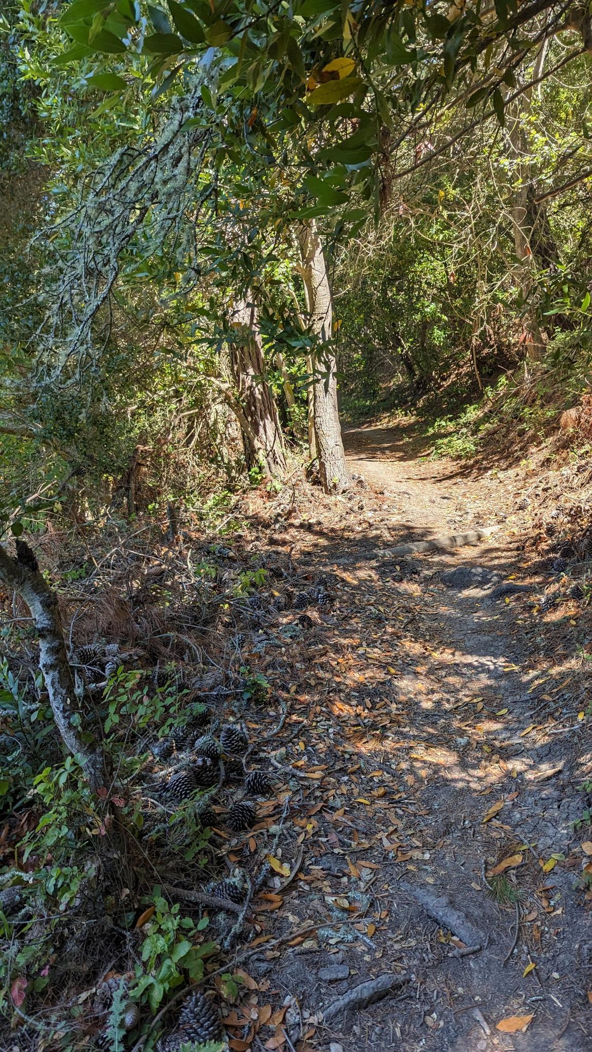 Sun-dappled dirt path winding through a dense, green forest.