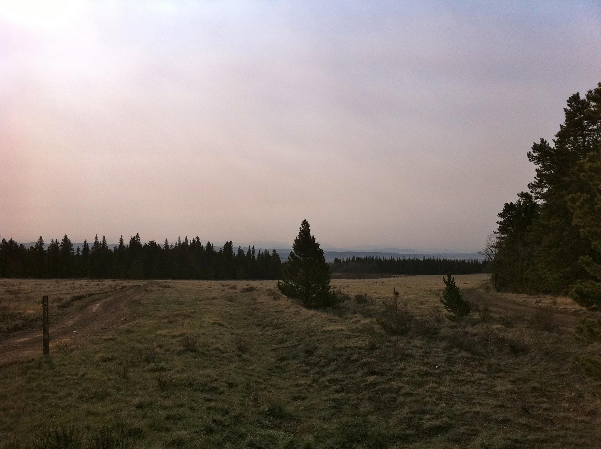 Muted light over a field with a dirt path and a dense forest.