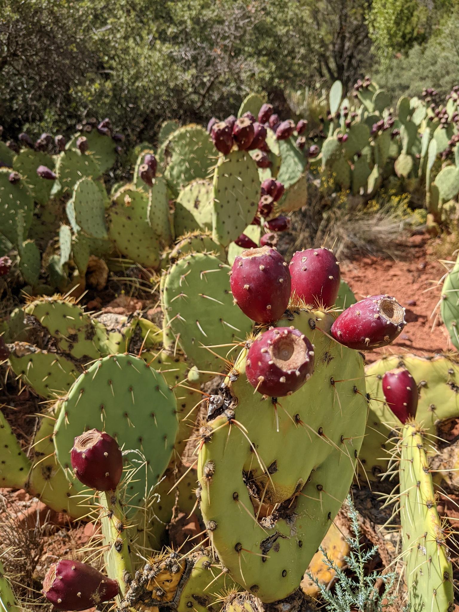 Close-up of prickly pear cacti with vibrant red fruit in bright sunlight.