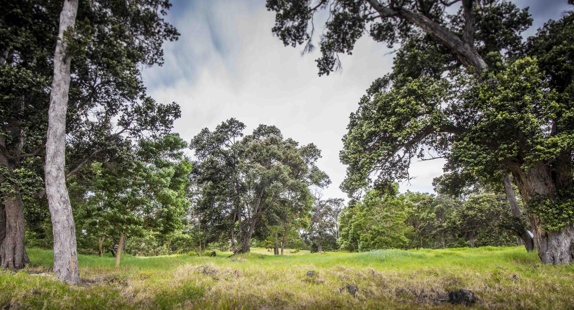 Lush green trees frame a grassy field under a cloudy sky.