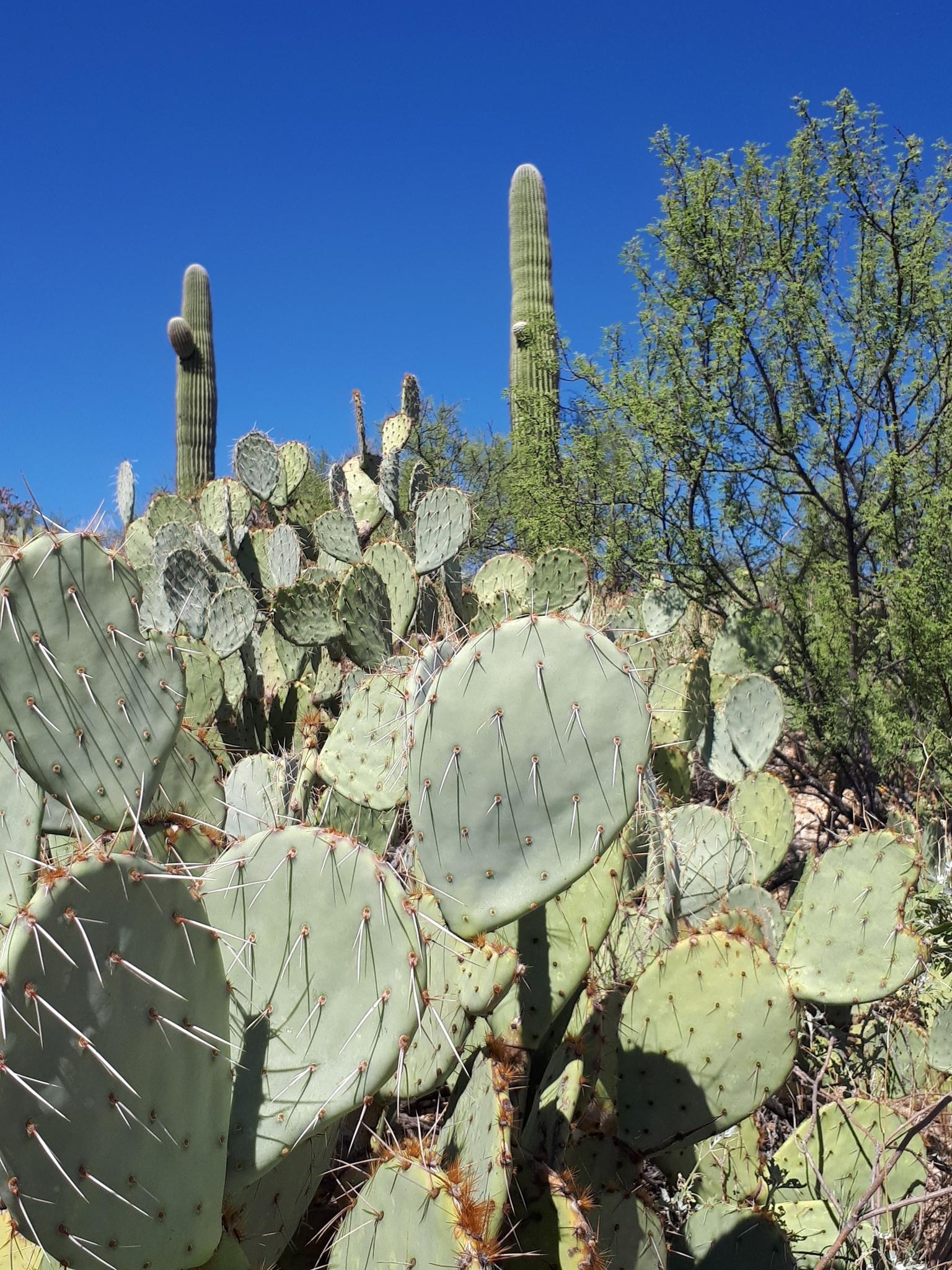 Close-up of prickly pear cacti with saguaros and blue sky.