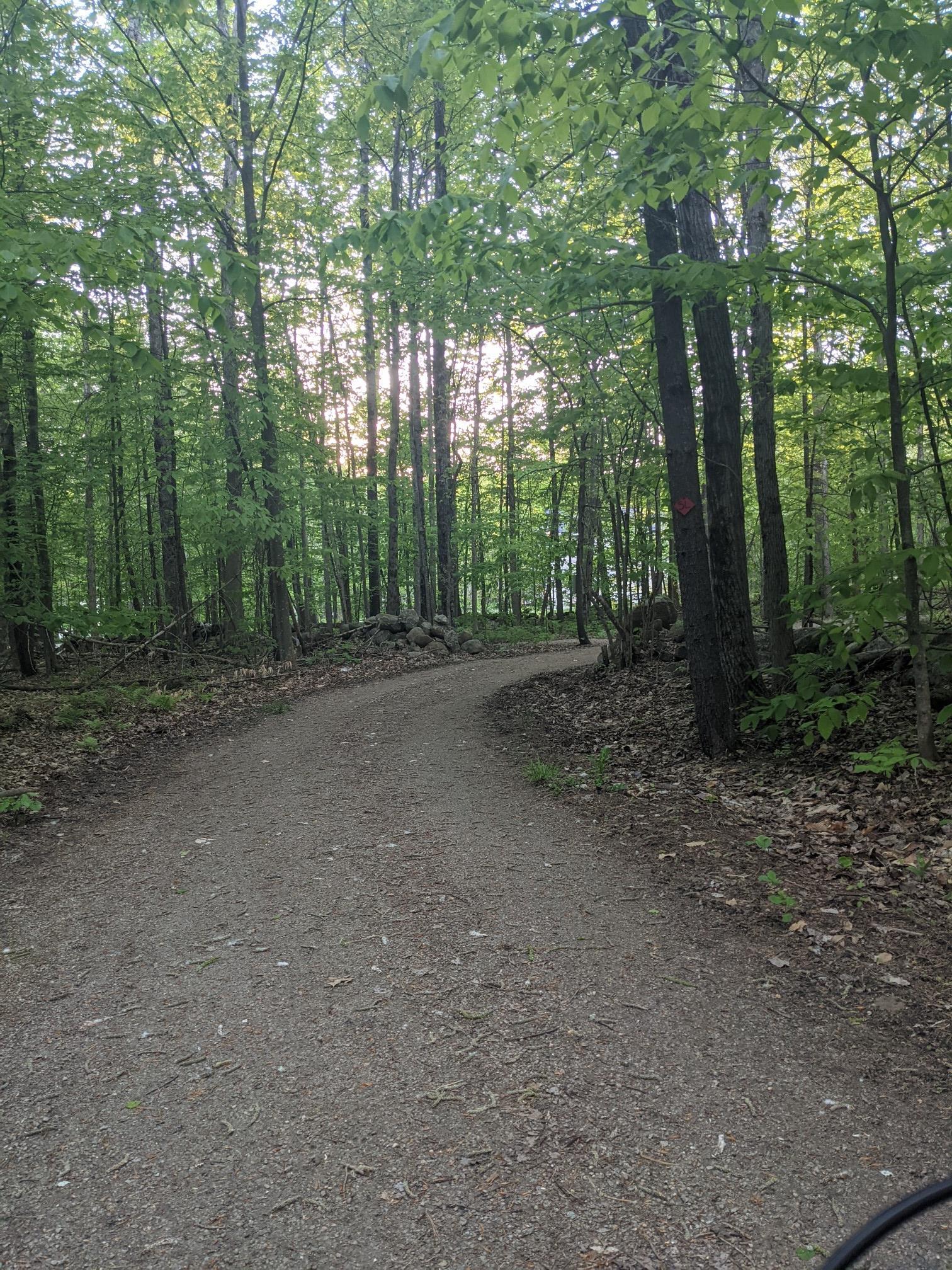 A winding dirt path through a dense, sunlit forest with tall trees.