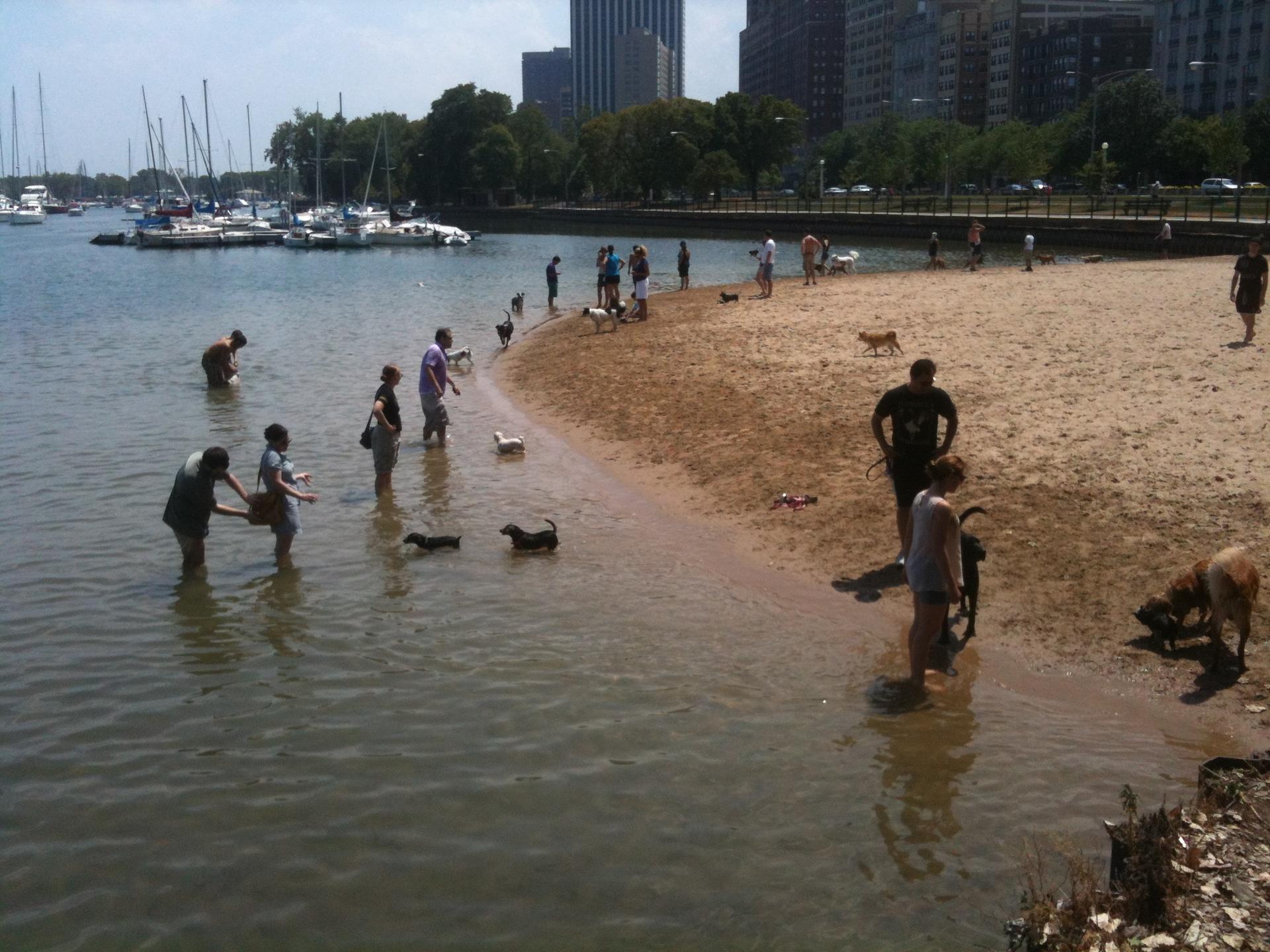 People and dogs enjoy a sunny day at a sandy urban beach.