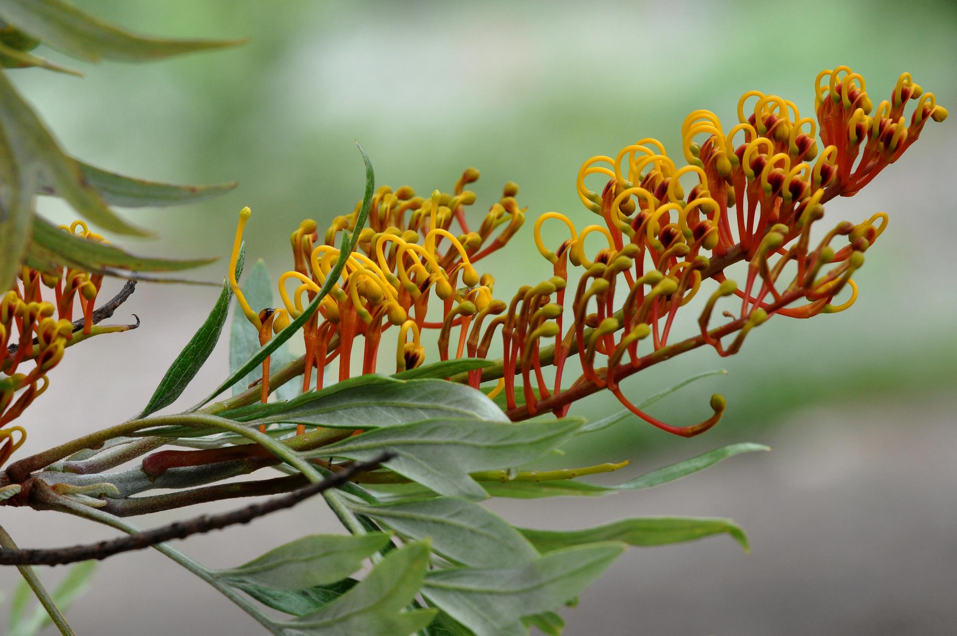 Close-up of vibrant yellow and orange flowers on a green branch.