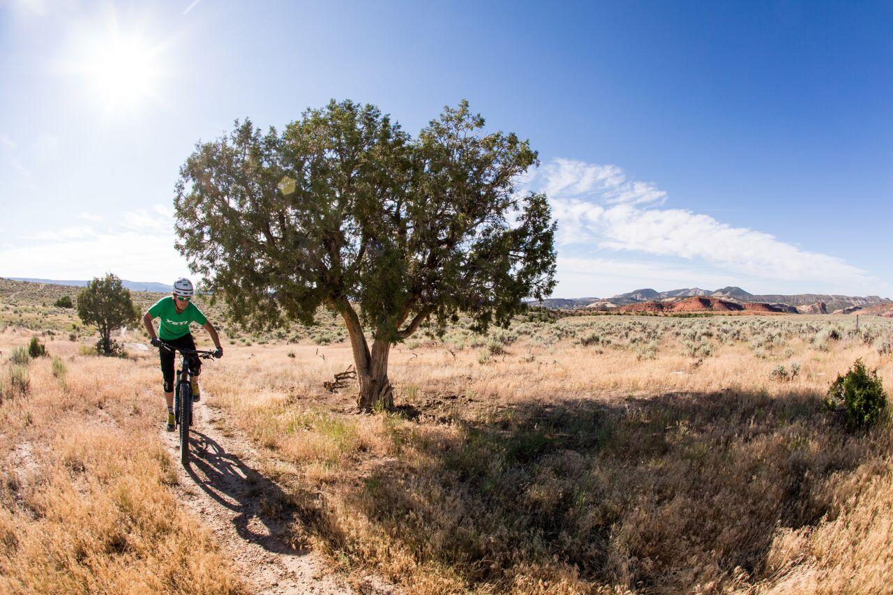 Mountain biker rides a sunny, grassy desert trail past a large tree.