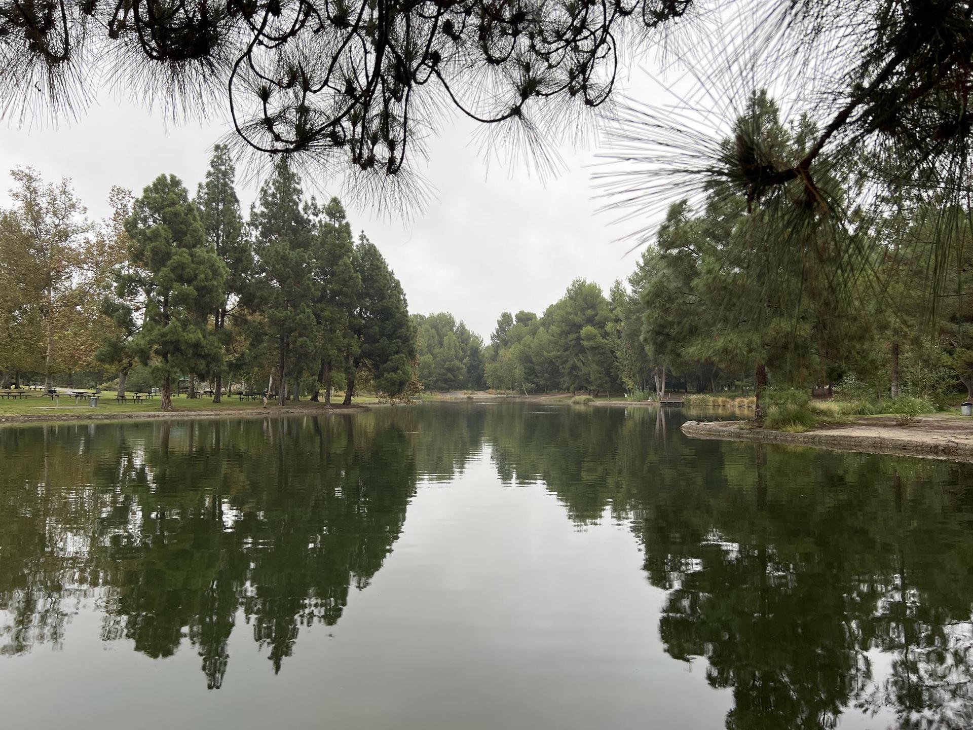 Calm lake reflecting dense trees under an overcast sky, with pine needles.