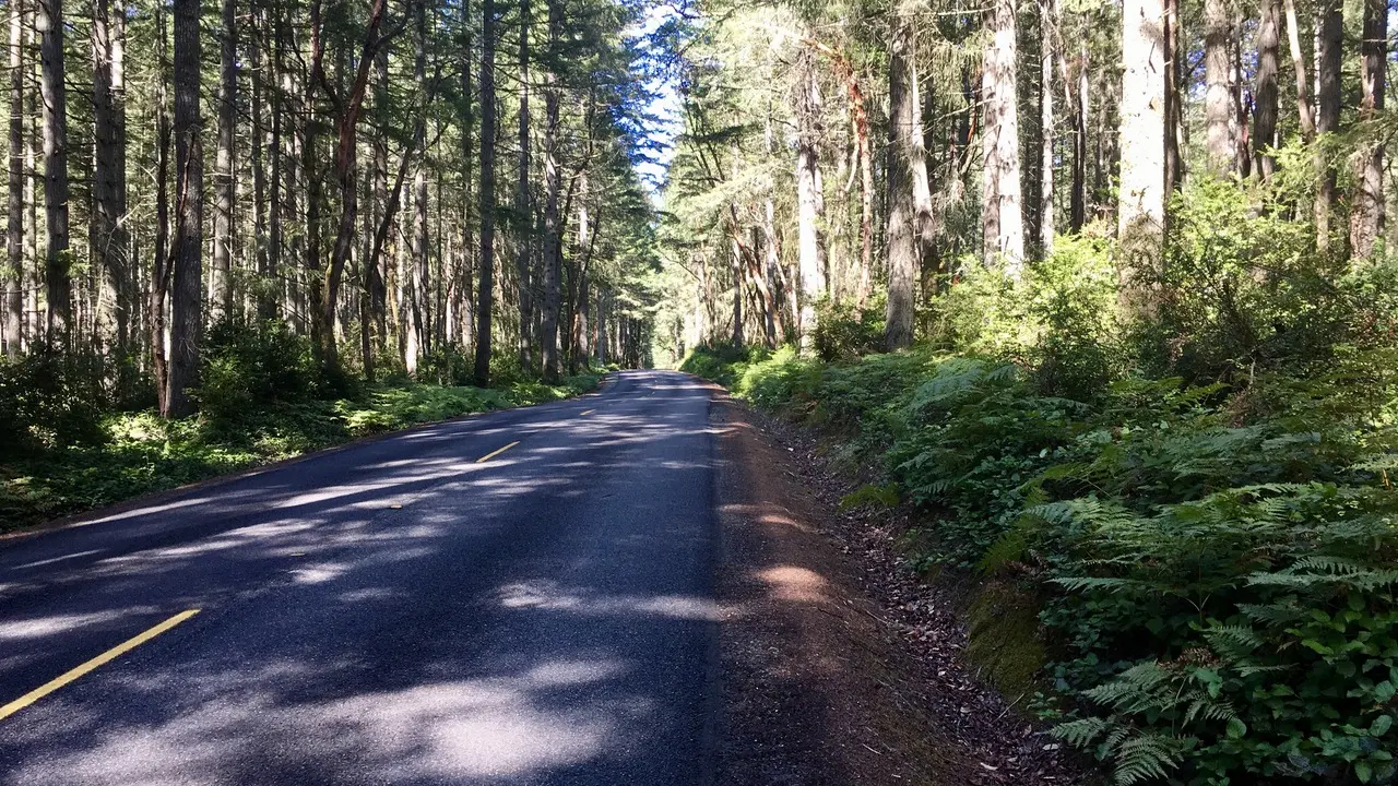 Sunny paved road winding through a dense, tall forest.