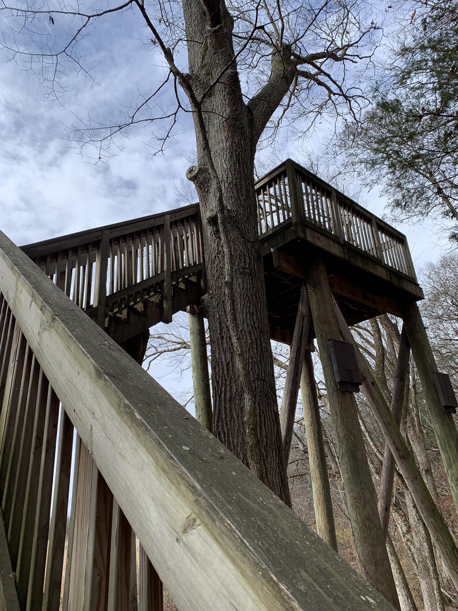 Wooden observation deck built around a large tree trunk under a cloudy sky.