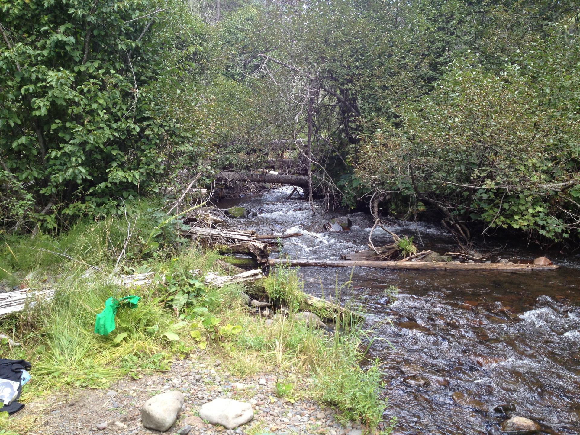 A clear stream flows through a lush forest, with a green bag on the bank.