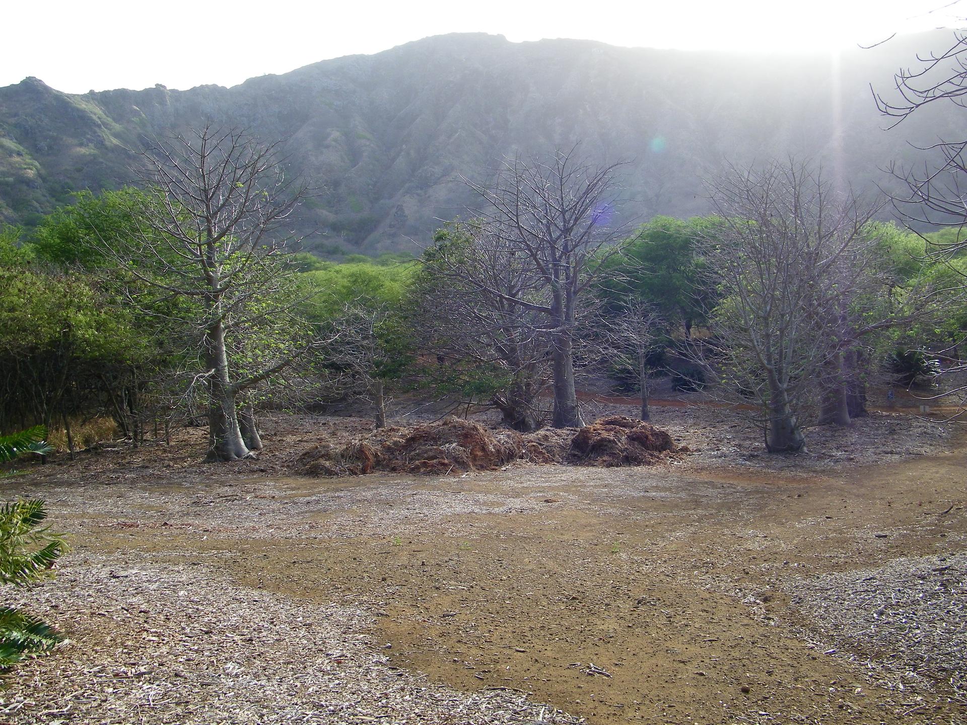 Sunny clearing with bare trees, green forest, and a large mountain.