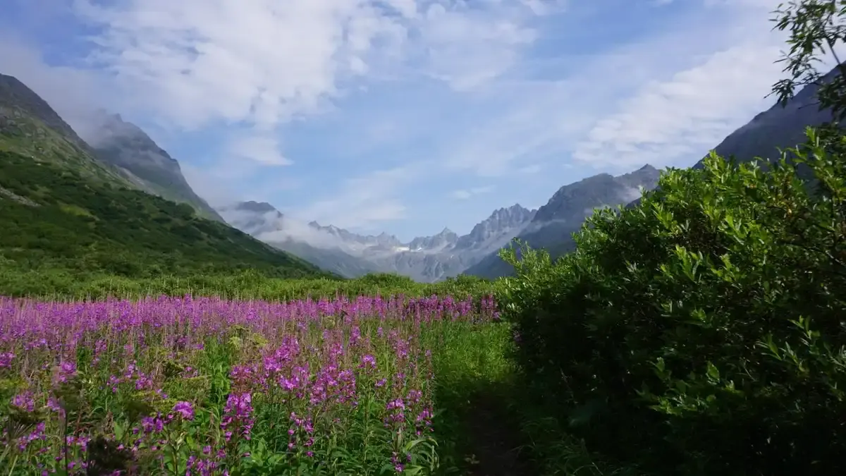 A vibrant field of purple flowers in a mountain valley under a cloudy sky.