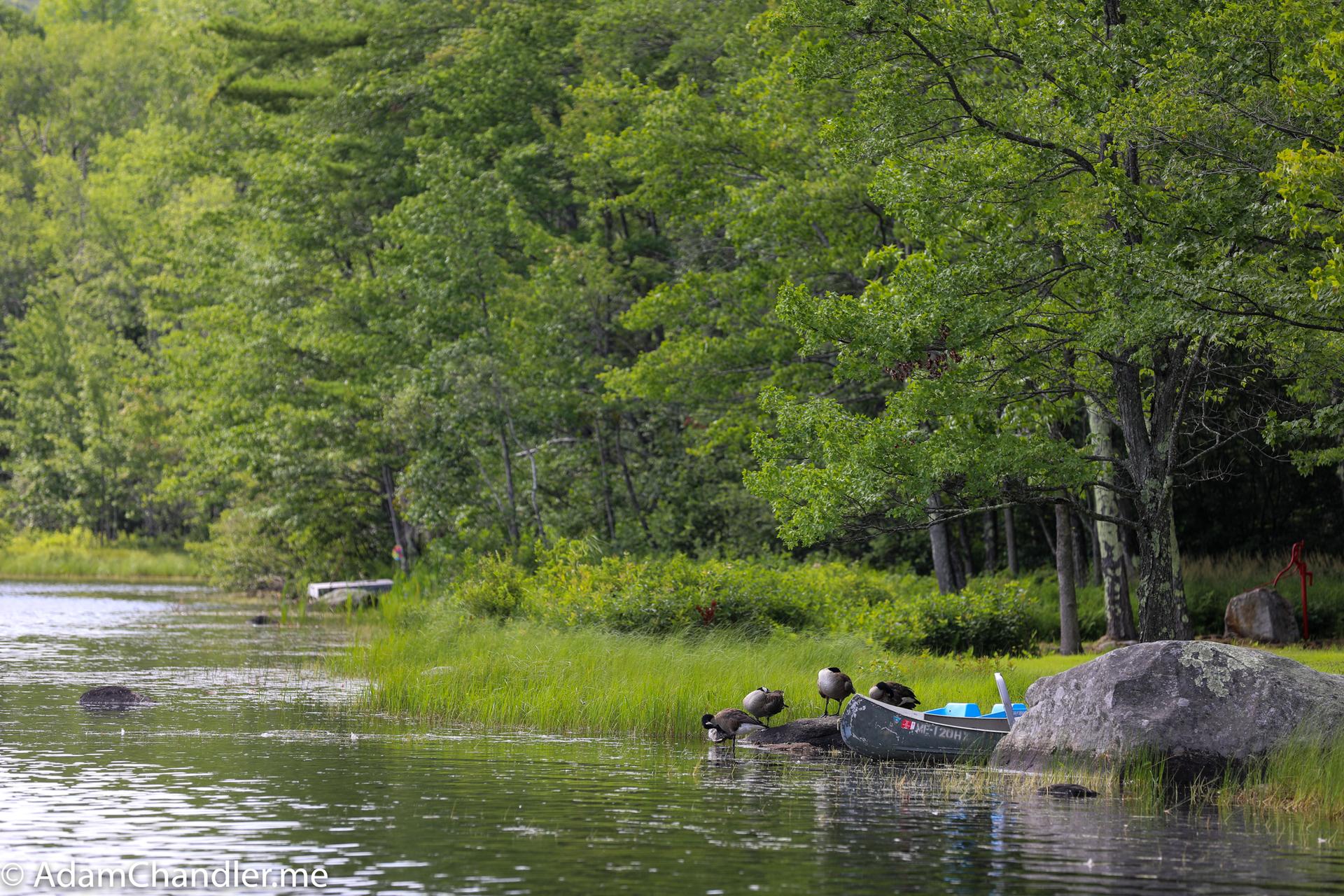 Canoe on a grassy lake shore with ducks and a dense green forest.