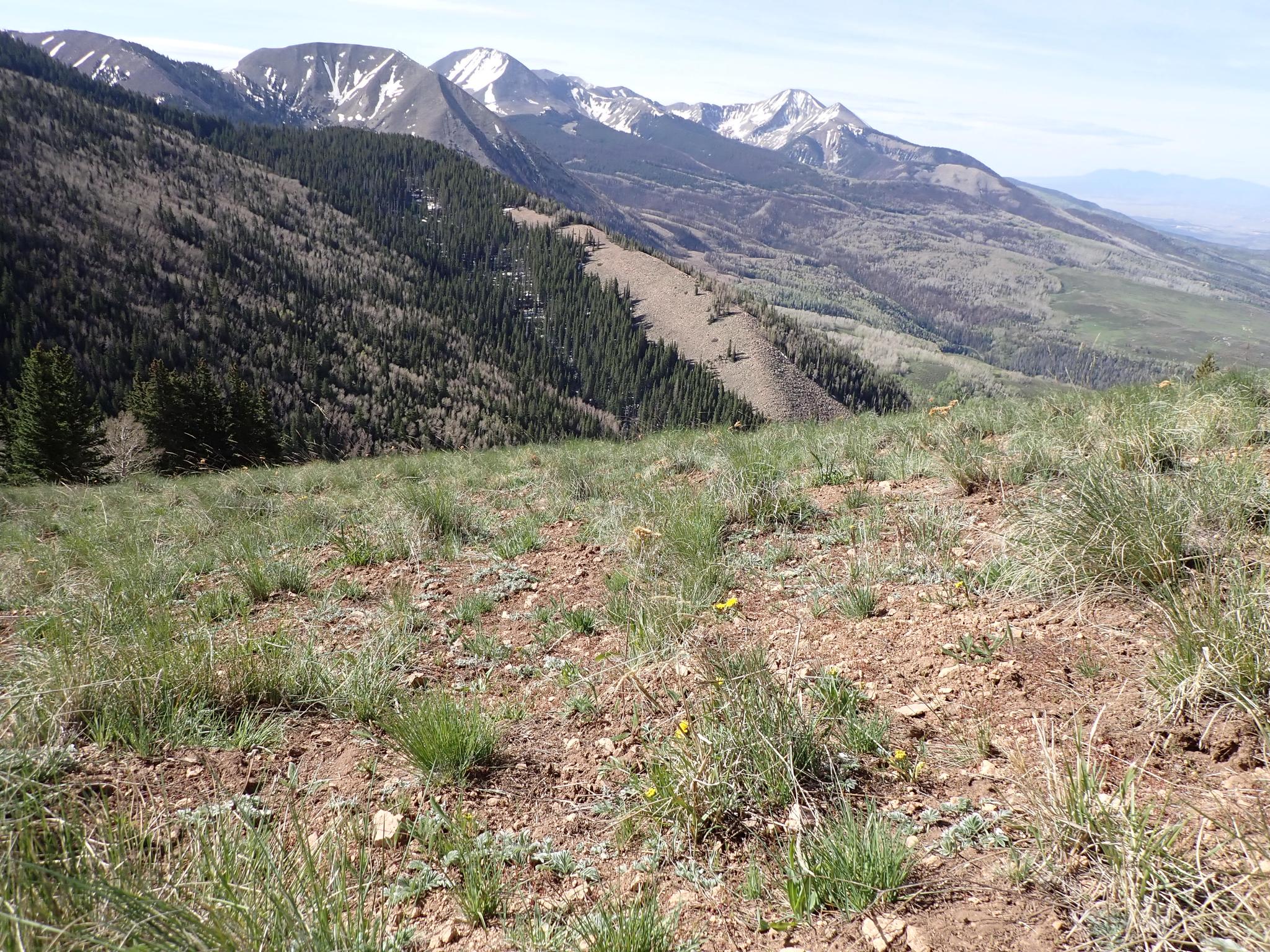 Expansive mountain vista with forested slopes and distant snow-capped peaks.