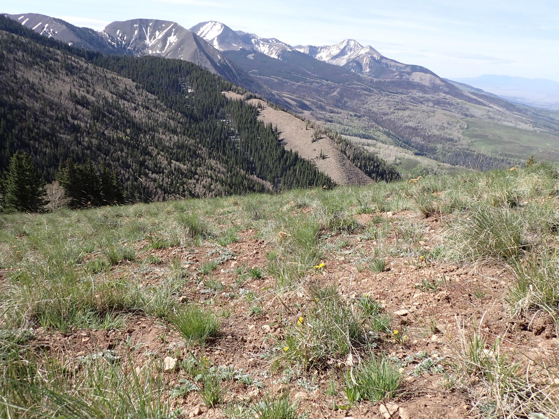 Expansive mountain vista with forested slopes and distant snow-capped peaks.