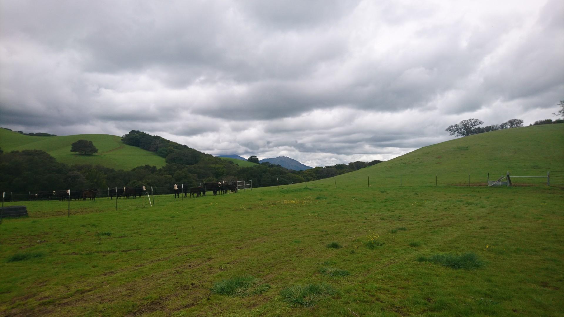 Green rolling hills with grazing cows under a dramatic cloudy sky.